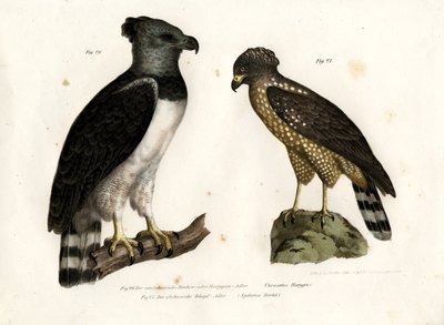 Harpy Eagle by German School